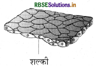 RBSE Solutions for Class 11 Biology Chapter 7 प्राणियों में संरचनात्मक संगठन 3