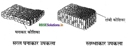 RBSE Solutions for Class 11 Biology Chapter 7 प्राणियों में संरचनात्मक संगठन 4