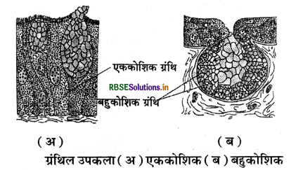 RBSE Solutions for Class 11 Biology Chapter 7 प्राणियों में संरचनात्मक संगठन 6