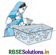 RBSE Solutions for Class 10 Maths Chapter 15 प्रायिकता Ex 15.1 Q11
