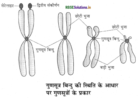 RBSE Solutions for Class 11 Biology Chapter 8 कोशिका : जीवन की इकाई 5