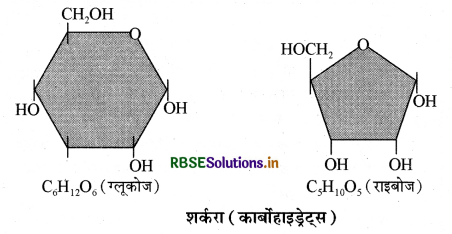 RBSE Solutions for Class 11 Biology Chapter 9 जैव अणु 2
