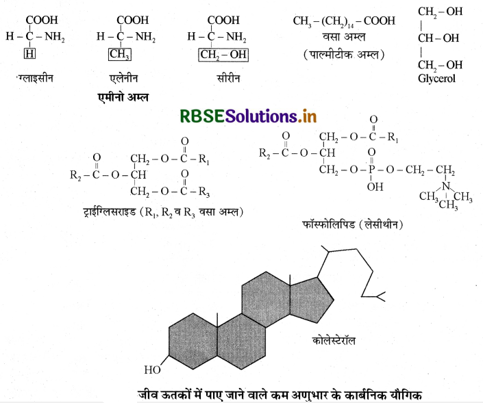 RBSE Solutions for Class 11 Biology Chapter 9 जैव अणु 3