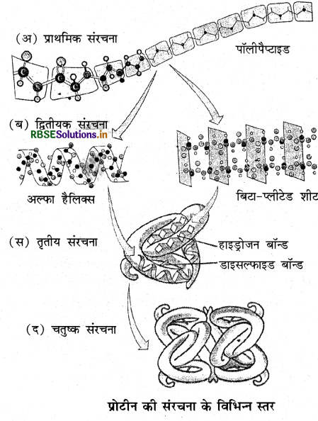 RBSE Solutions for Class 11 Biology Chapter 9 जैव अणु 4