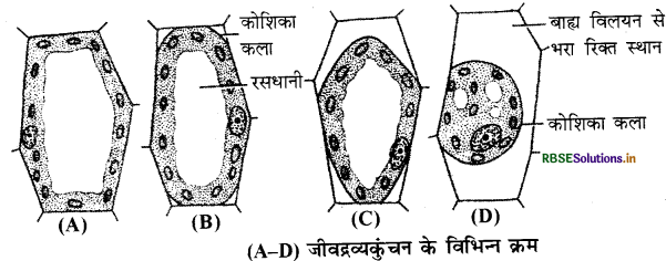 RBSE Solutions for Class 11 Biology Chapter 11 पौधों में परिवहन 1