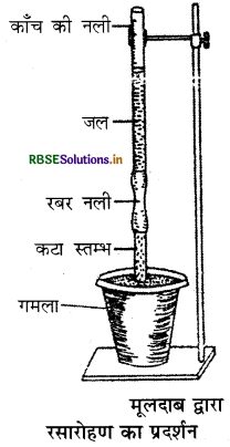 RBSE Solutions for Class 11 Biology Chapter 11 पौधों में परिवहन 2