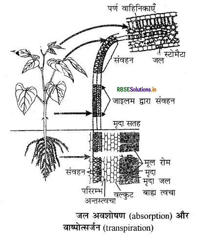 RBSE Solutions for Class 11 Biology Chapter 11 पौधों में परिवहन 3