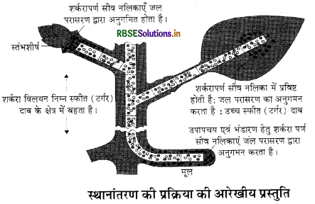 RBSE Solutions for Class 11 Biology Chapter 11 पौधों में परिवहन 4