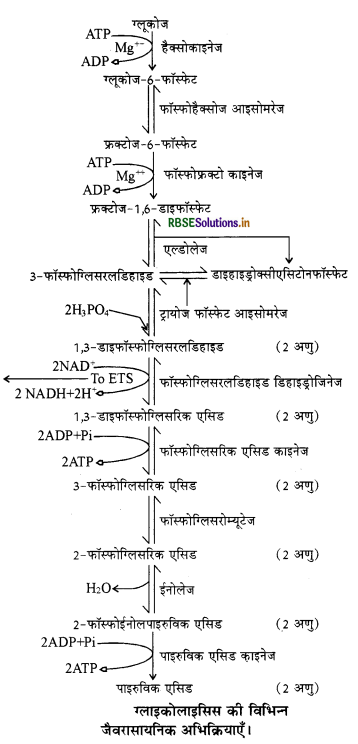 RBSE Solutions for Class 11 Biology Chapter 14 पादप में श्वसन 1