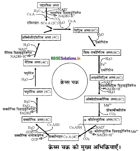 RBSE Solutions for Class 11 Biology Chapter 14 पादप में श्वसन 2