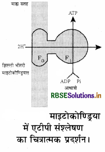 RBSE Solutions for Class 11 Biology Chapter 14 पादप में श्वसन 4