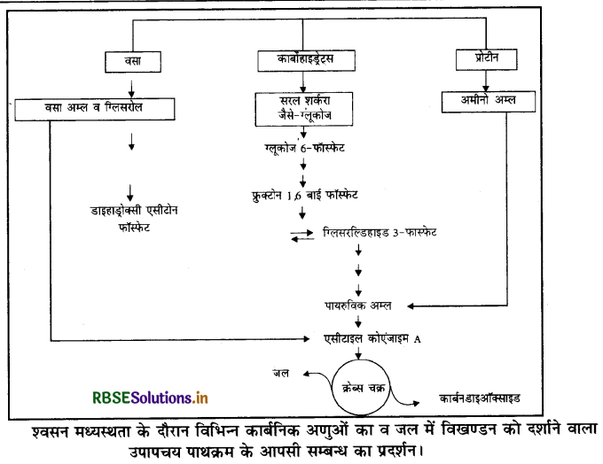 RBSE Solutions for Class 11 Biology Chapter 14 पादप में श्वसन 7