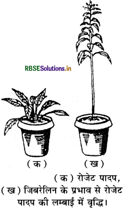 RBSE Solutions for Class 11 Biology Chapter 15 पादप वृद्धि एवं परिवर्धन 5
