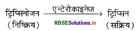 RBSE Solutions for Class 11 Biology Chapter 16 पाचन एवं अवशोषण 13