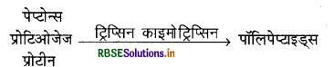 RBSE Solutions for Class 11 Biology Chapter 16 पाचन एवं अवशोषण 15