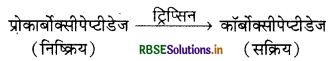RBSE Solutions for Class 11 Biology Chapter 16 पाचन एवं अवशोषण 16