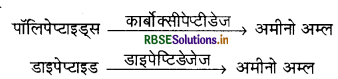 RBSE Solutions for Class 11 Biology Chapter 16 पाचन एवं अवशोषण 17