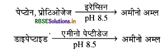 RBSE Solutions for Class 11 Biology Chapter 16 पाचन एवं अवशोषण 18