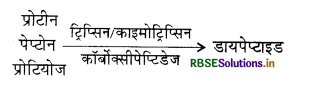 RBSE Solutions for Class 11 Biology Chapter 16 पाचन एवं अवशोषण 2