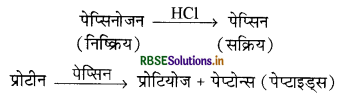 RBSE Solutions for Class 11 Biology Chapter 16 पाचन एवं अवशोषण 3