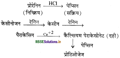 RBSE Solutions for Class 11 Biology Chapter 16 पाचन एवं अवशोषण 4