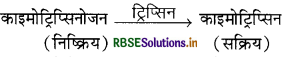 RBSE Solutions for Class 11 Biology Chapter 16 पाचन एवं अवशोषण 5