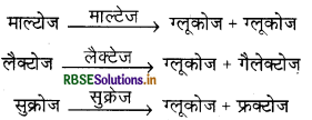 RBSE Solutions for Class 11 Biology Chapter 16 पाचन एवं अवशोषण 9