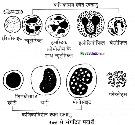 RBSE Solutions for Class 11 Biology Chapter 18 शरीर द्रव तथा परिसंचरण 1