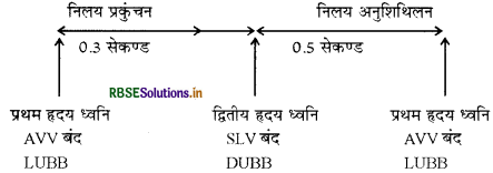 RBSE Solutions for Class 11 Biology Chapter 18 शरीर द्रव तथा परिसंचरण 2