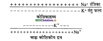 RBSE Solutions for Class 11 Biology Chapter 21 तंत्रिकीय नियंत्रण एवं समन्वय 1