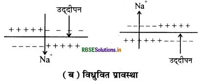 RBSE Solutions for Class 11 Biology Chapter 21 तंत्रिकीय नियंत्रण एवं समन्वय 2
