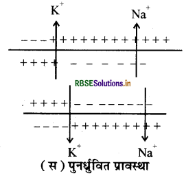 RBSE Solutions for Class 11 Biology Chapter 21 तंत्रिकीय नियंत्रण एवं समन्वय 3