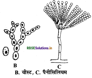 RBSE Class 11 Biology Important Questions Chapter 2 जीव जगत का वर्गीकरण 2