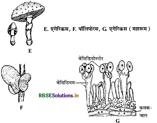 RBSE Class 11 Biology Important Questions Chapter 2 जीव जगत का वर्गीकरण 3