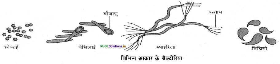 RBSE Class 11 Biology Important Questions Chapter 2 जीव जगत का वर्गीकरण 4