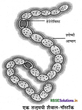 RBSE Class 11 Biology Important Questions Chapter 2 जीव जगत का वर्गीकरण 5