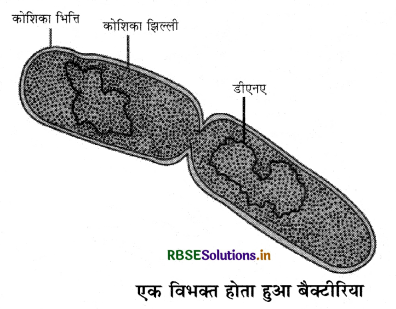 RBSE Class 11 Biology Important Questions Chapter 2 जीव जगत का वर्गीकरण 6
