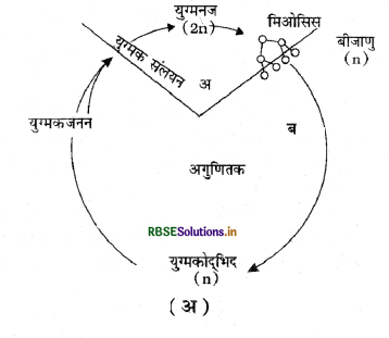RBSE Class 11 Biology Important Questions Chapter 3 वनस्पति जगत 1
