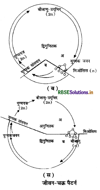 RBSE Class 11 Biology Important Questions Chapter 3 वनस्पति जगत 2