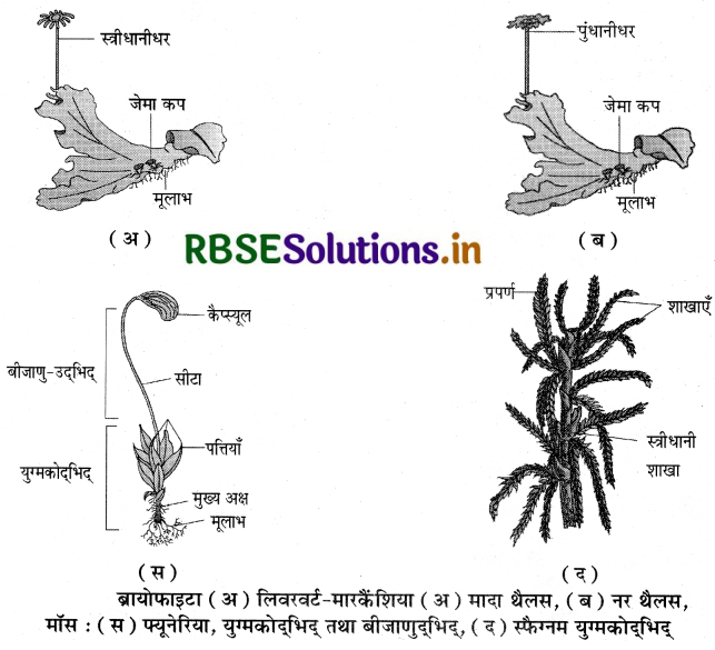 RBSE Class 11 Biology Important Questions Chapter 3 वनस्पति जगत 3