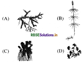 RBSE Class 11 Biology Important Questions Chapter 3 वनस्पति जगत 5