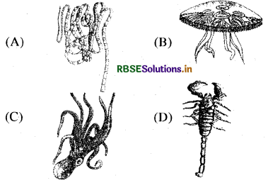 RBSE Class 11 Biology Important Questions Chapter 4 प्राणि जगत 20