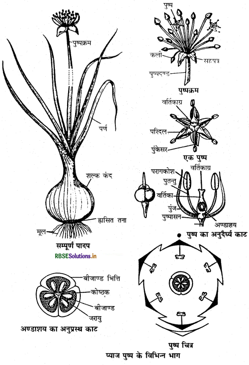 RBSE Class 11 Biology Important Questions Chapter 5 पुष्पी पादपों की आकारिकी 10
