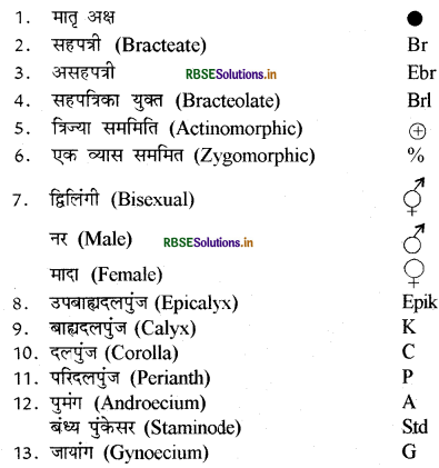 RBSE Class 11 Biology Important Questions Chapter 5 पुष्पी पादपों की आकारिकी 13
