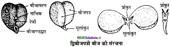 RBSE Class 11 Biology Important Questions Chapter 5 पुष्पी पादपों की आकारिकी 15
