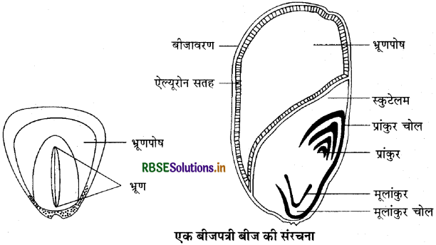 RBSE Class 11 Biology Important Questions Chapter 5 पुष्पी पादपों की आकारिकी 16