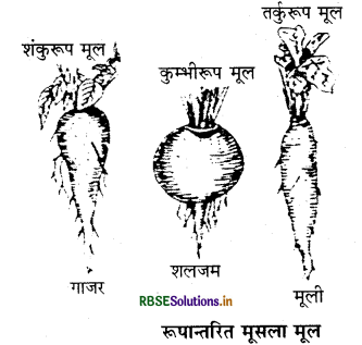 RBSE Class 11 Biology Important Questions Chapter 5 पुष्पी पादपों की आकारिकी 17