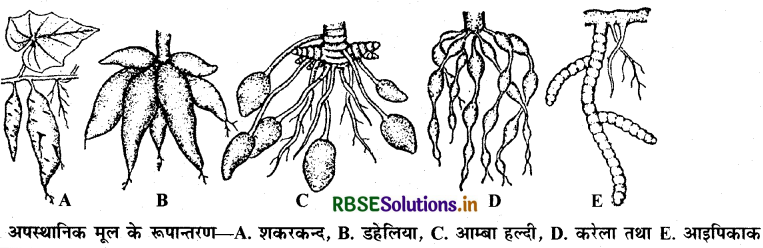 RBSE Class 11 Biology Important Questions Chapter 5 पुष्पी पादपों की आकारिकी 19