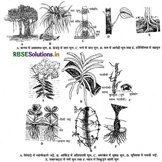 RBSE Class 11 Biology Important Questions Chapter 5 पुष्पी पादपों की आकारिकी 20