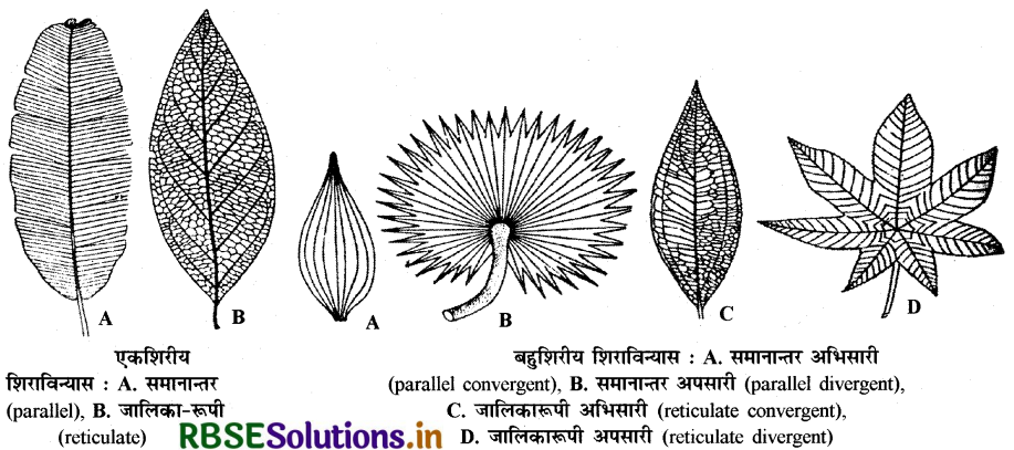 RBSE Class 11 Biology Important Questions Chapter 5 पुष्पी पादपों की आकारिकी 21